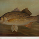 Illustration for article titled Fishes of North America That are Captured on Hook and Line
